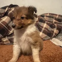 AKC Sable girl, a female Shetland Sheepdog for sale in Edgewood, NM – Photo 1 of 4