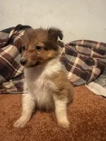 AKC Sable girl, a female Shetland Sheepdog for sale in Edgewood, NM – Photo 2 of 3