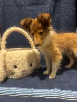 AKC Sable girl, a female Shetland Sheepdog for sale in Edgewood, NM – Photo 3 of 4