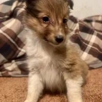 AKC Sable girl, a female Shetland Sheepdog for sale in Edgewood, NM – Photo 2 of 4