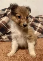 AKC Sable girl, a female Shetland Sheepdog for sale in Edgewood, NM – Photo 3 of 3