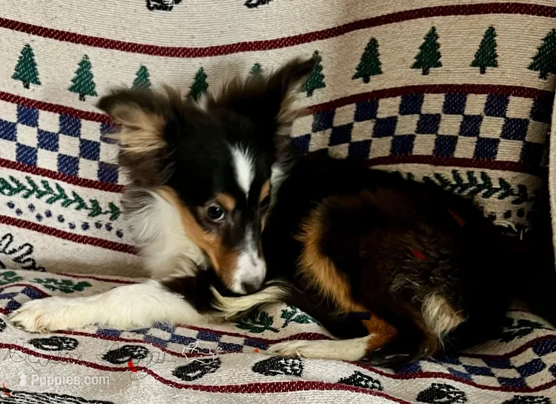 AKC Tri girl – Shetland Sheepdog puppy for sale in Edgewood, NM