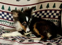 AKC Tri girl, a female Shetland Sheepdog for sale in Edgewood, NM – 1 of 5