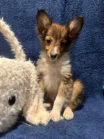 AKC sable boy, a male Shetland Sheepdog for sale in Edgewood, NM – Photo 4 of 6