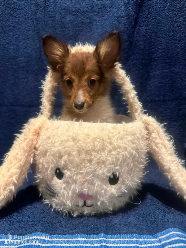 AKC sable boy – Shetland Sheepdog puppy for sale in Edgewood, NM