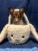 AKC sable boy, a male Shetland Sheepdog for sale in Edgewood, NM – Photo 3 of 6