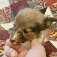 AKC sable boy, a male Shetland Sheepdog for sale in Edgewood, NM – Photo 5 of 6