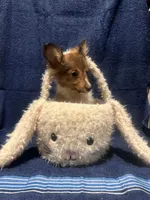 AKC sable boy, a male Shetland Sheepdog for sale in Edgewood, NM – Photo 2 of 6