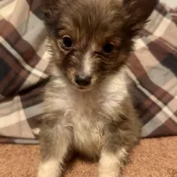 AKC sable boy, a male Shetland Sheepdog for sale in Edgewood, NM – Photo 6 of 6