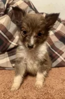 AKC sable boy, a female Shetland Sheepdog for sale in Edgewood, NM – Photo 2 of 2