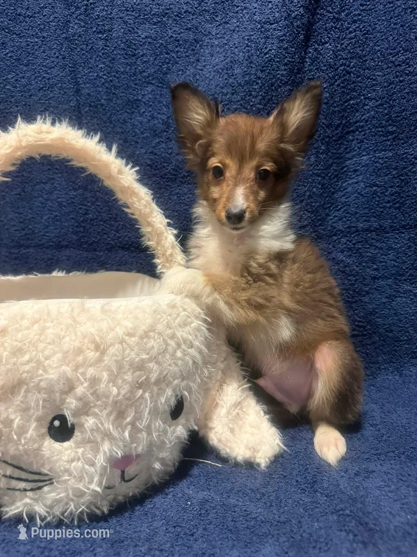 AKC sable boy – Shetland Sheepdog puppy for sale in Edgewood, NM