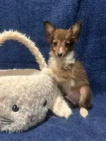 AKC sable boy, a male Shetland Sheepdog for sale in Edgewood, NM – Photo 1 of 6