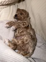 Sylvie, a female Poodle - Toy  for sale in Sarasota, FL – 4 of 9