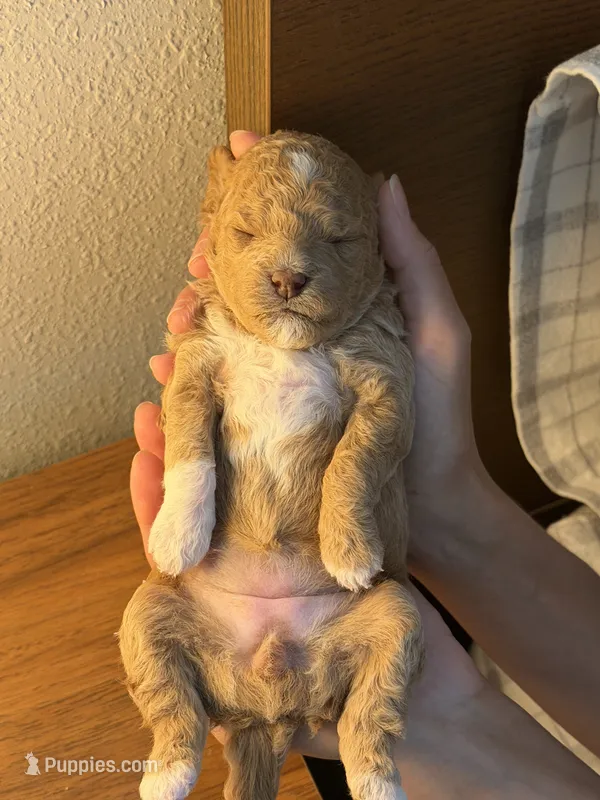 Masha  – Poodle - Toy  puppy for sale in Sarasota, FL