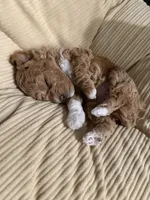 Masha , a female Poodle - Toy  for sale in Sarasota, FL – 3 of 6
