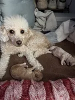 Sylvie, a female Poodle - Toy  for sale in Sarasota, FL – 5 of 9