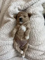 Sylvie, a female Poodle - Toy  for sale in Sarasota, FL – 1 of 9