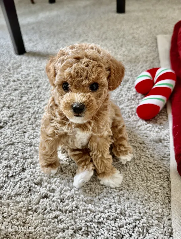 Sylvie – Poodle - Toy  puppy for sale in Sarasota, FL
