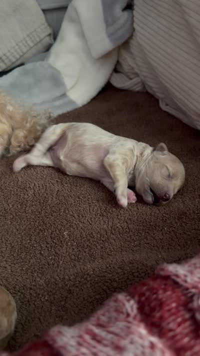 Sylvie, a female Poodle - Toy  for sale in Sarasota, FL – 9 of 9
