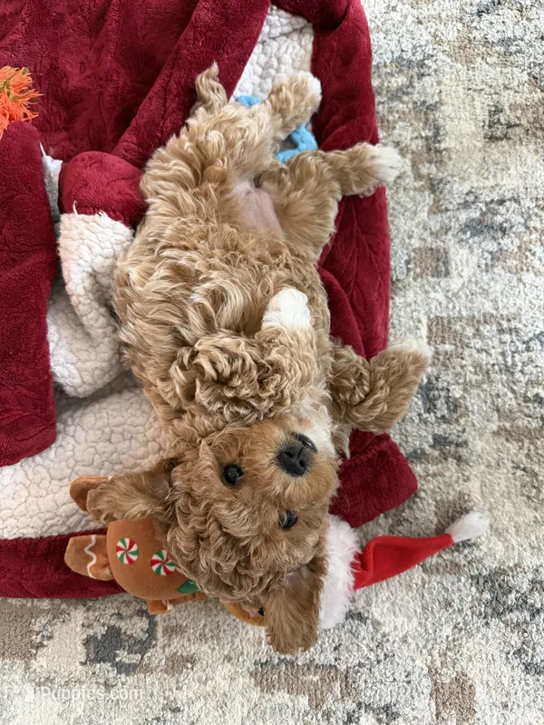 Sylvie – Poodle - Toy  puppy for sale in Sarasota, FL