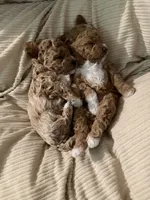 Masha , a female Poodle - Toy  for sale in Sarasota, FL – 4 of 6