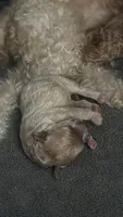Sylvie, a female Poodle - Toy  for sale in Sarasota, FL – 3 of 9