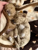 Sylvie, a female Poodle - Toy  for sale in Sarasota, FL – 7 of 9