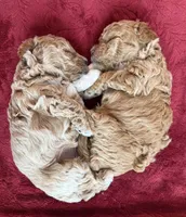 Masha , a female Poodle - Toy  for sale in Sarasota, FL – 5 of 6