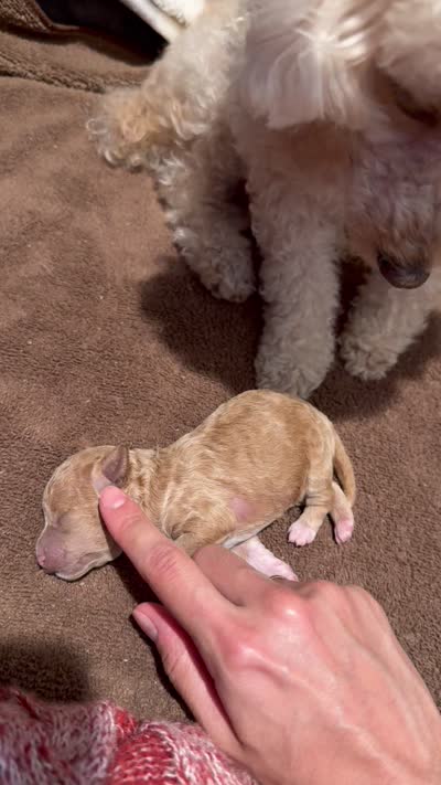 Masha , a female Poodle - Toy  for sale in Sarasota, FL – 6 of 6