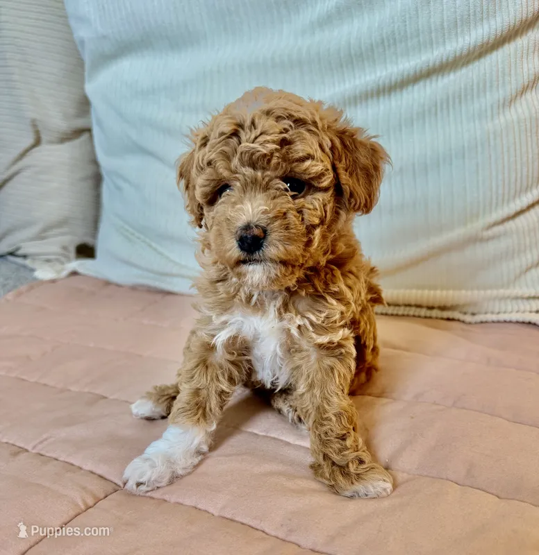 Masha  – Poodle - Toy  puppy for sale in Sarasota, FL