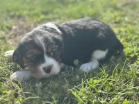 Zoey, a female Beaglier for sale in Dora, MO – Photo 5 of 6