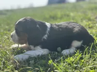 Zoey, a female Beaglier for sale in Dora, MO – Photo 2 of 6
