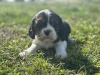 Zoey, a female Beaglier for sale in Dora, MO – Photo 4 of 6