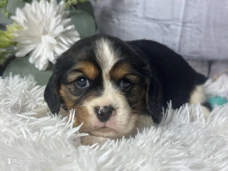Zoey – Beaglier puppy for sale in Dora, MO