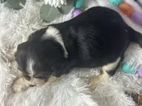 Zoey, a female Beaglier for sale in Dora, MO – Photo 6 of 6