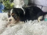 Zoey, a female Beaglier for sale in Dora, MO – Photo 3 of 6