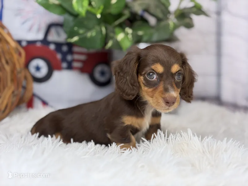 Liberty – Miniature Dachshund puppy for sale in Dora, MO