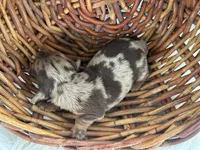 Navy, a female Miniature Dachshund for sale in Dora, MO – 3 of 3