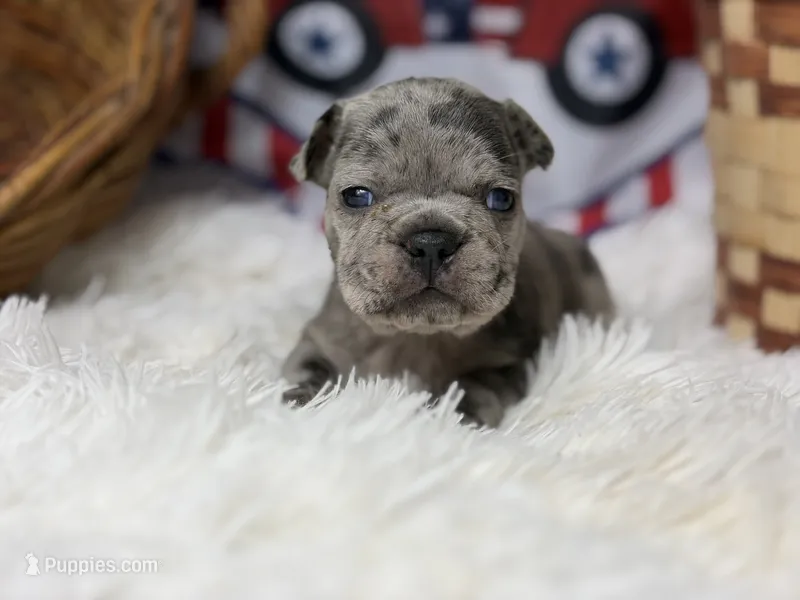 Winston – French Bulldog puppy for sale in Dora, MO