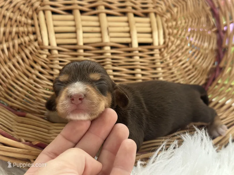 Liberty – Miniature Dachshund puppy for sale in Dora, MO
