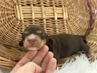 Liberty, a female Miniature Dachshund for sale in Dora, MO – 1 of 3