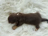 Liberty, a female Miniature Dachshund for sale in Dora, MO – 3 of 3