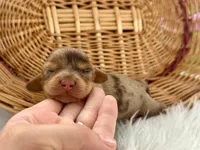 Ivory, a female Miniature Dachshund for sale in Dora, MO – 1 of 2