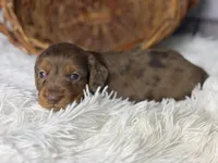 Dallas, a male Miniature Dachshund for sale in Dora, MO – 2 of 4