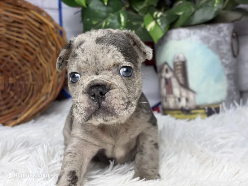 Winston – French Bulldog puppy for sale in Dora, MO