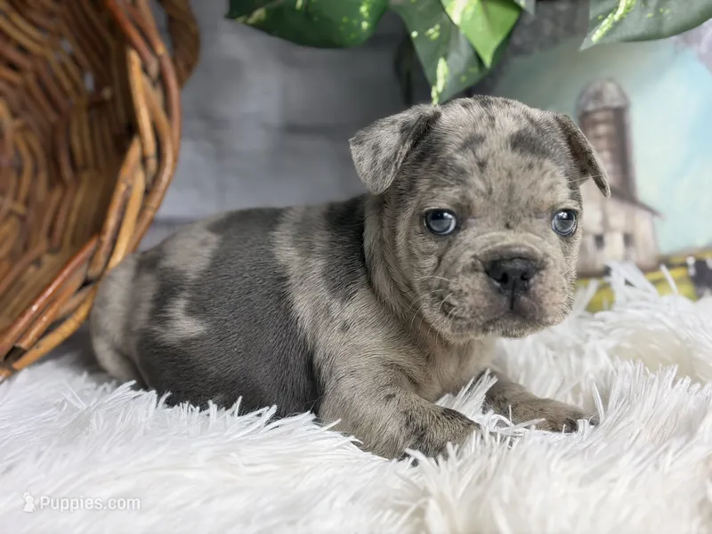 Winston – French Bulldog puppy for sale in Dora, MO