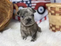 Charlotte , a female French Bulldog for sale in Dora, MO – 3 of 3