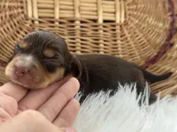 Liberty, a female Miniature Dachshund for sale in Dora, MO – 2 of 3