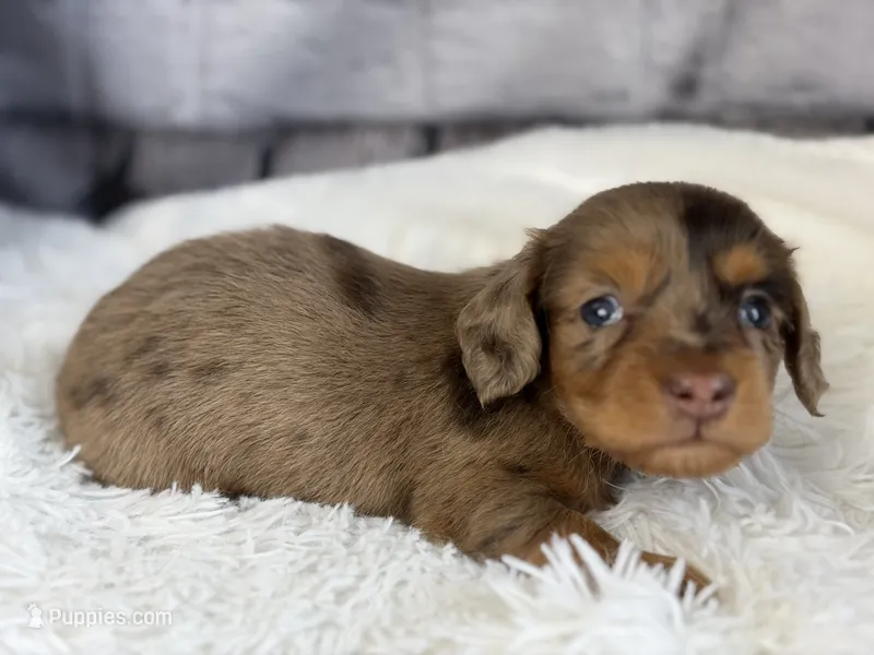 Ivory – Miniature Dachshund puppy for sale in Dora, MO