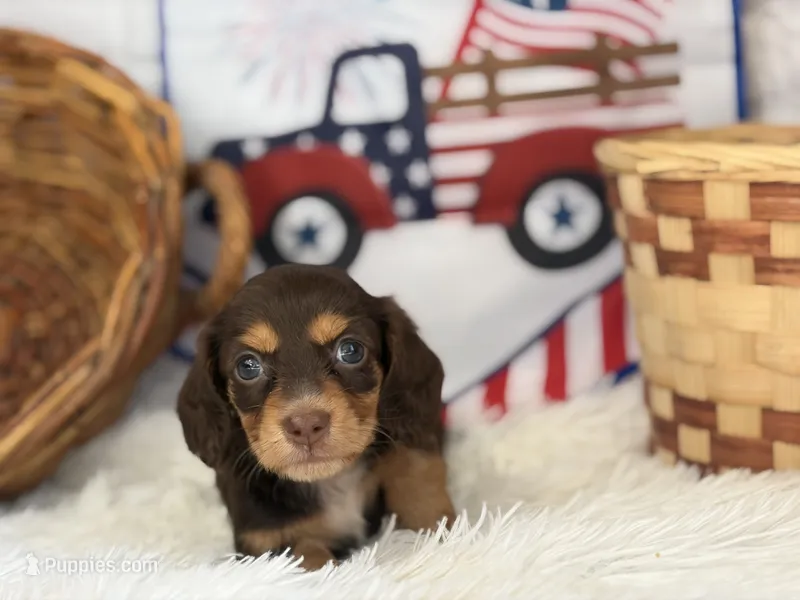 Liberty – Miniature Dachshund puppy for sale in Dora, MO
